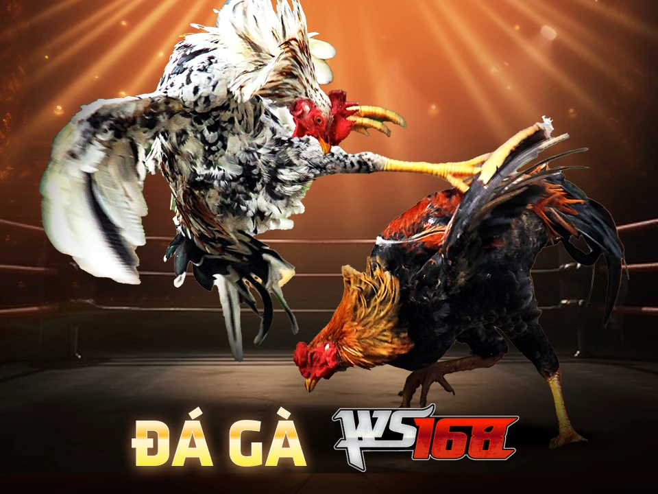 Đá Gà WS168 TX88