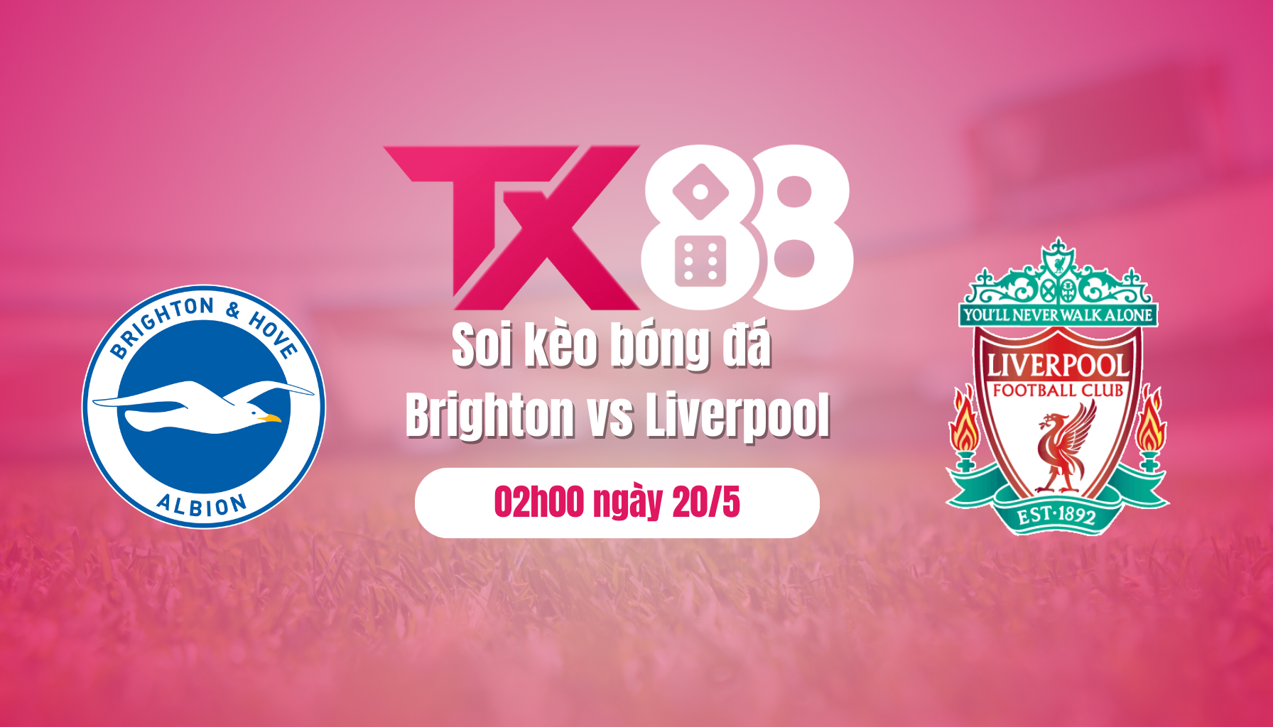 Soi kèo bóng đá Brighton vs Liverpool, 02h00 ngày 20/5: Nhà Vua ngã ngựa TX88